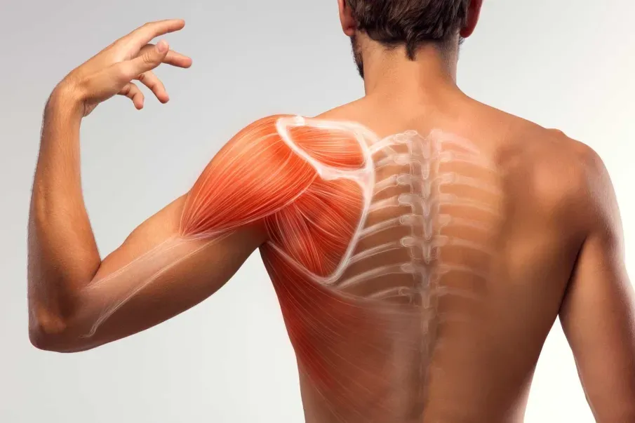 Los mejores 50 ejercicios y rutinas de calistenia para hombros